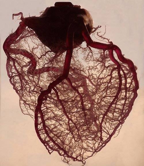 ადამიანის გულის სისხლძარღვთა სისტემა