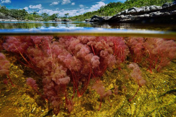 მდინარე Cano Cristales. კოლუმბია