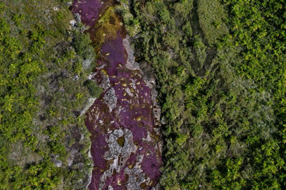 მდინარე Cano Cristales. კოლუმბია