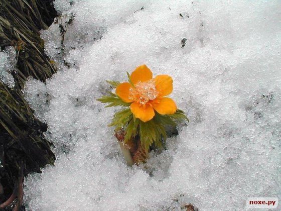 ყვავილი თოვლში