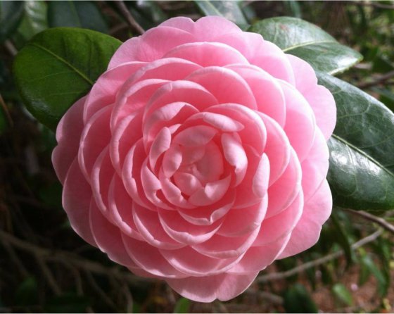 'Camellia Japonica'. ზოგჯერ ზამთრის ვარდსაც უწოდებენ.