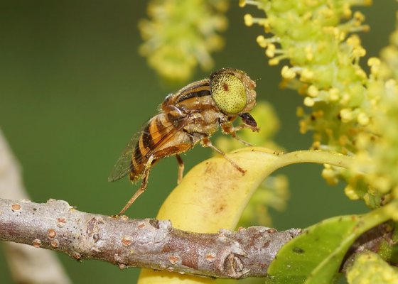 Eristalinus