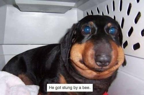 ძაღლი ფუტკრის ნაკბენით