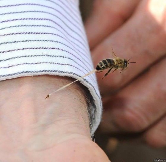 ამიტომაც კვდებიან ფუტკრები იმის შემდეგ, რაც უკბენენ ადამიანს