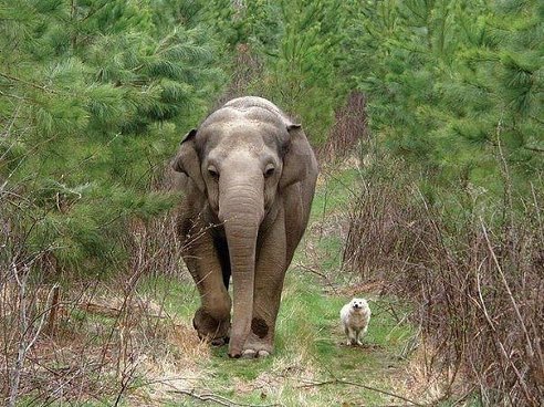 ძაღლისა და სპილოს არაჩვეულებრივი მეგობრობა