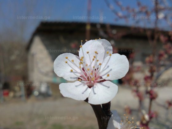 ყვავილები