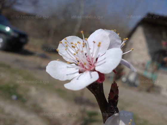 ყვავილები