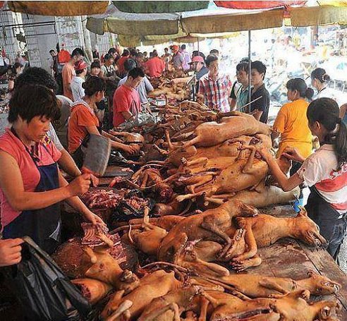 ძაღლის ხორცის ბაზარი ტაილანდში