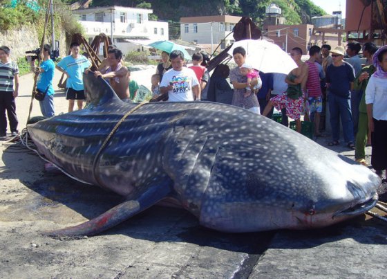ჩინელმა მეთევზეებმა 6 მეტრიანი ზვიგენი დაიჭირეს.