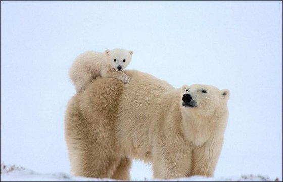 ულამაზესი თეთრი დათვები