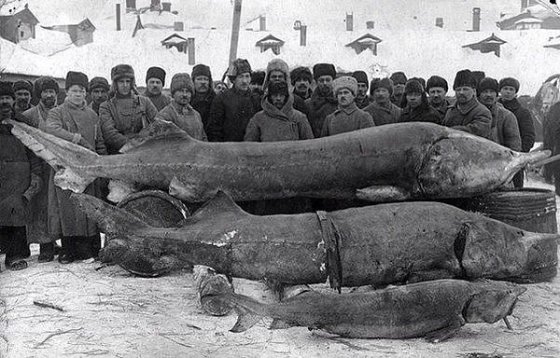 აი,ასეთი თევზები დაიჭირეს მდინარე ვოლგაში 1924წელს