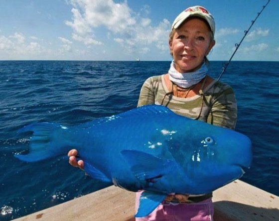 ლურჯი თევზი-თუთიყუში