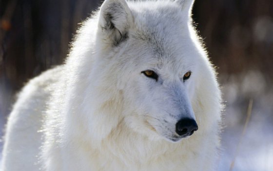 თეთრი მგელი