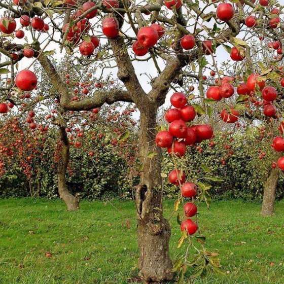 ვაშლის ხე