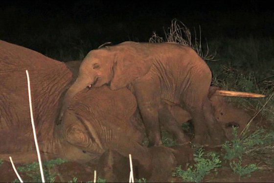სპილოების ოჯახური ფოტო