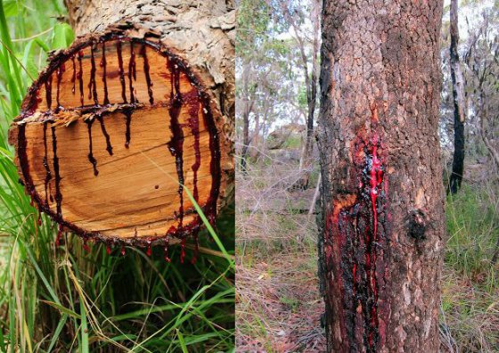 ეს ხე სამხრეთ აფრიკაში  იზრდება და მას "სისხლის ხეს" უწოდებენ