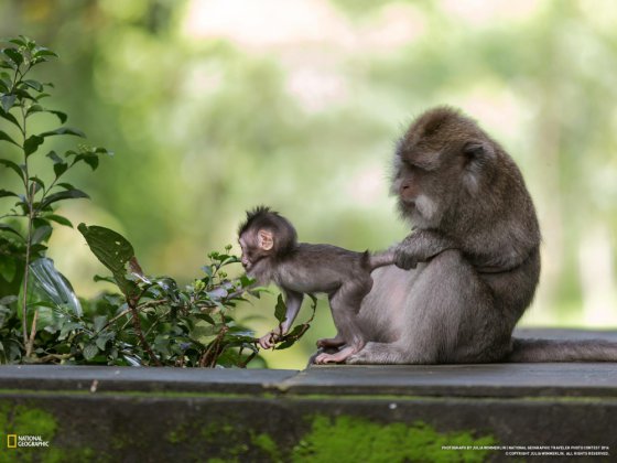დედა-შვილი მაიმუნი