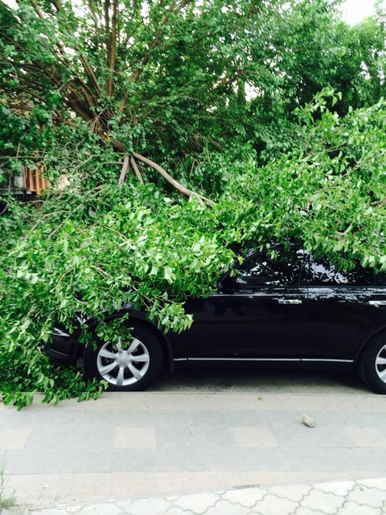შორენა ბეგაშვილი:"ყველა დამპალი ხე ჩემს მანქანას რატომ ეცემა"