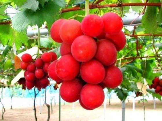 ყველაზე  ძვირი ყურძენი მსოფლიოში, რომლის ერთი მტევანი  4000  დოლარი  ღირს