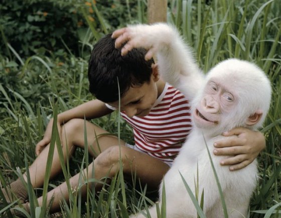 მარტო ადამიანებში არ არიან ალბინოსები ანუ ალბინოსი  მაიმუნი.