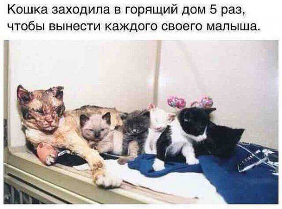 კატა ხუთჯერ შებრუნდა ცეცხლმოკიდებულ სახლში,რათა შვილები გადაერჩინა