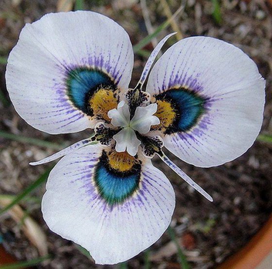 საოცრად  ლამაზი ყვავილი Moraea Villosa