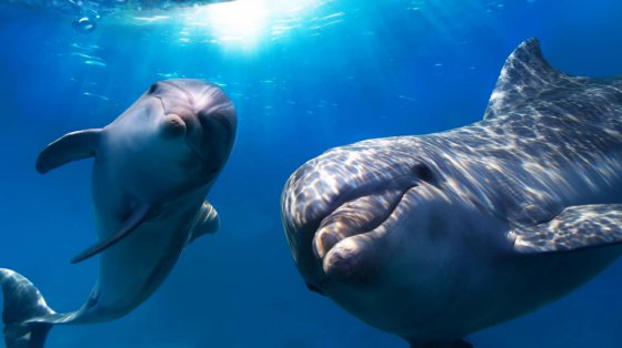 დელფინებს წყალქვეშ 24 კმ-ის დაშორებით შეუძლიათ ხმის გაგონება