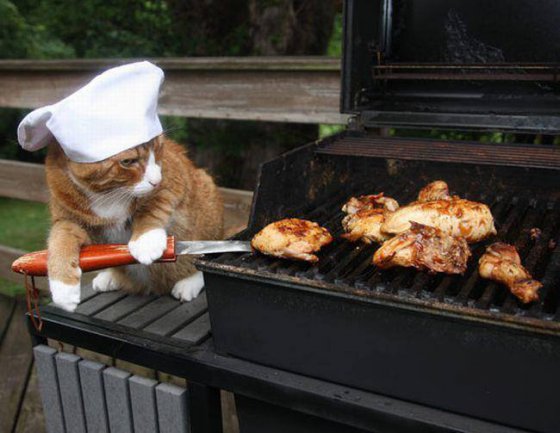 მზარეული კატა