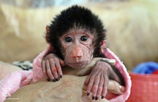 თბილისის ზოოპარკში პატარა მაიმუნი დაიბადა