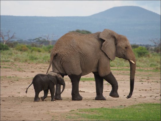 საყვარელი სპილოები