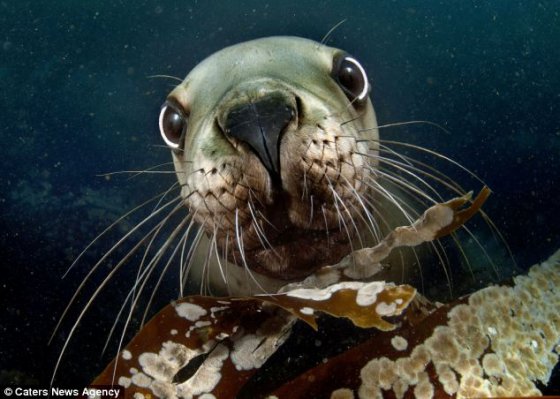 კურიოზული ფოტო - ზღვის ლომი