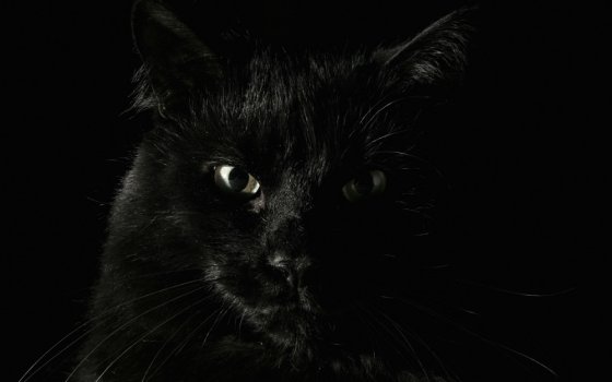 შავი კატა
