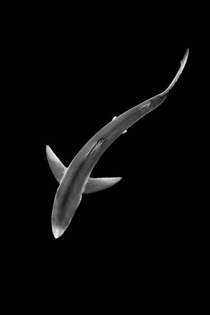 "ცისფერი ზვიგენი"-კატეგორიაში "შავ-თეთრი"