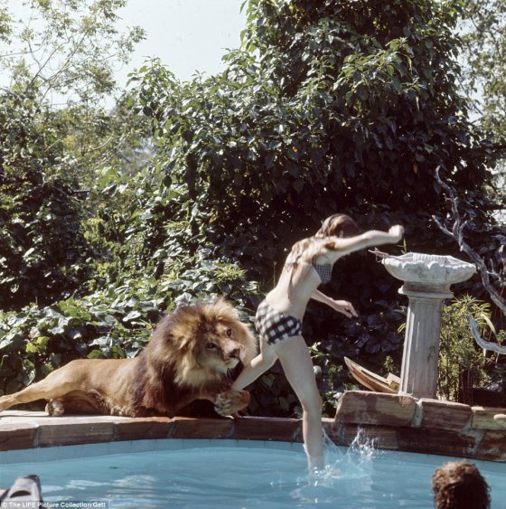 არ მოაჭამოს ფეხი ამ ხუმრობაში - Melanie Griffith and mom Tipi Hedren with their pet lion Neil