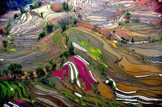 ბრინჯის ტერასები ჩინეთში