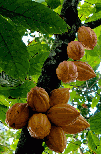 კაკაოს ხე