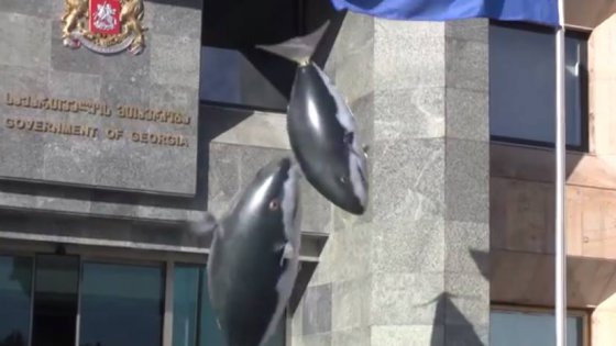 "მფრინავი ზვიგენები" კანცელარიასთან