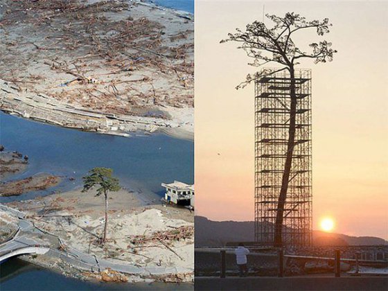 იაპონიაში ცუნამის შემდეგ ერთადერთი გადარჩენილი ხე 50000-ს შორის