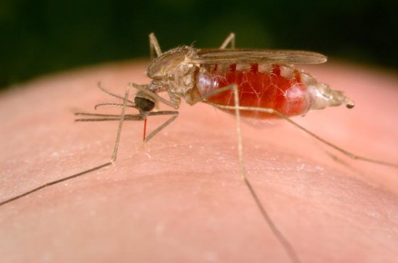 მალარიის კოღო