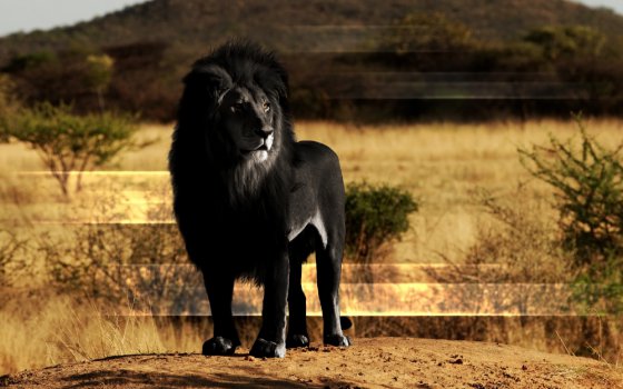 შავი ლომი