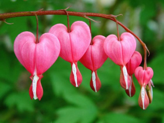 გატეხილი გული (Dicentra spectabilis)