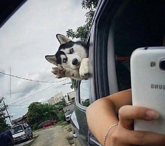 საოცრად პოზიტიური ფოტო - სელფერი ძაღლი