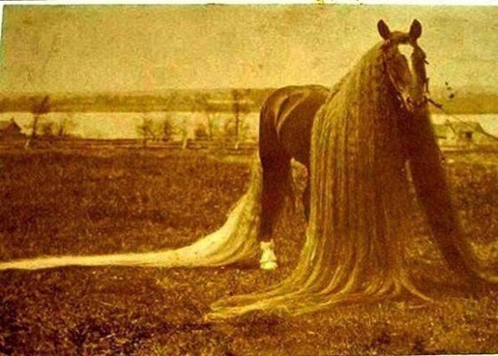 ლინუსი- ყველაზე გრძელ კუდა და გრძელ ფაფარა ცხენი მსოფლიოში