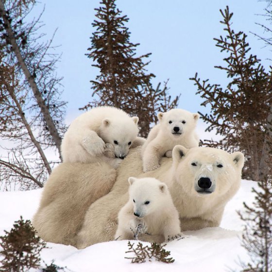 თეთრი დათვების ოჯახი