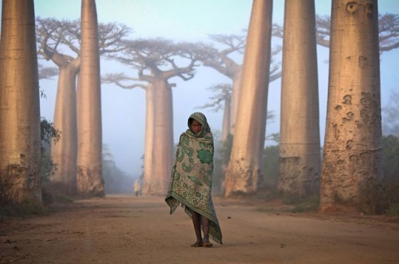 მადაგასკარის პატარა მცხოვრები სეირნობს უზარმაზარი ბაობაბების ტყეში.