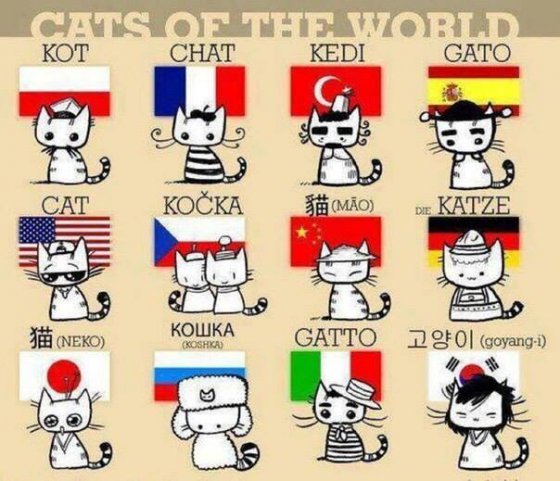 კატები სხვადასხვა ენაზე