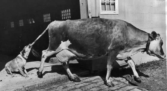 ყარაული ძაღლი არ აძლევს ძროხას ნებას გაიქცეს ბოსელიდან, აშშ, 1968 წელი