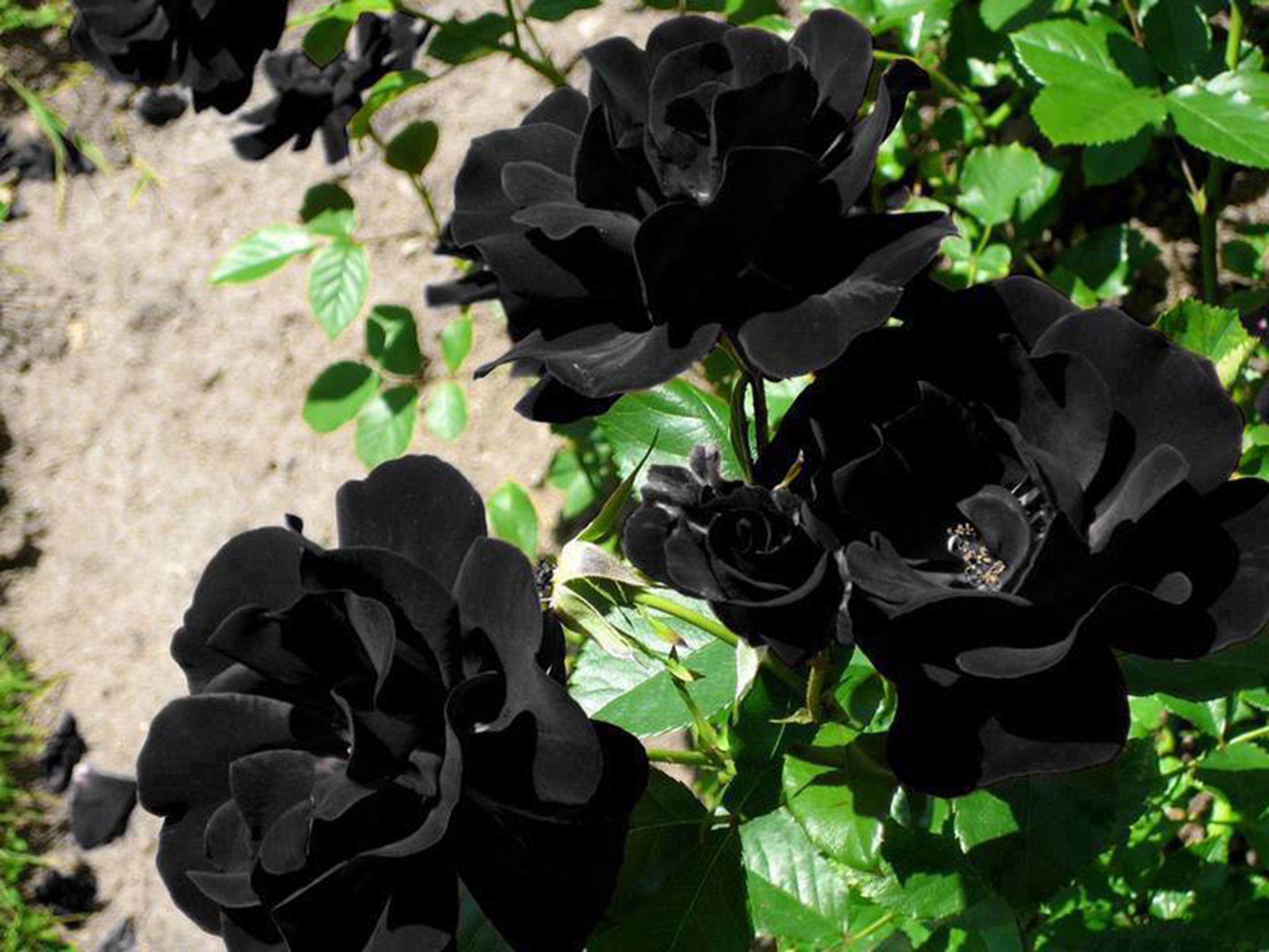 Быть черного а также. Черные розы Халфети.