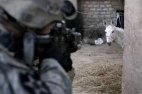 ამერიკელი ჯარისკაცი უმიზნებს "ტერორისტ" ვირს. დიალას მხარე, ერაყი, 2007 წელი.