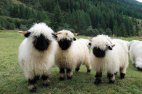 ცხვრის ეს ჯიში გავრცელებულია შვეიცარიაში